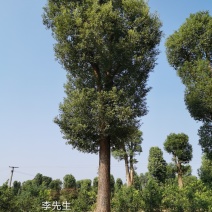 30-60公分大骨架移栽香樟苗圃基地直供价格实惠