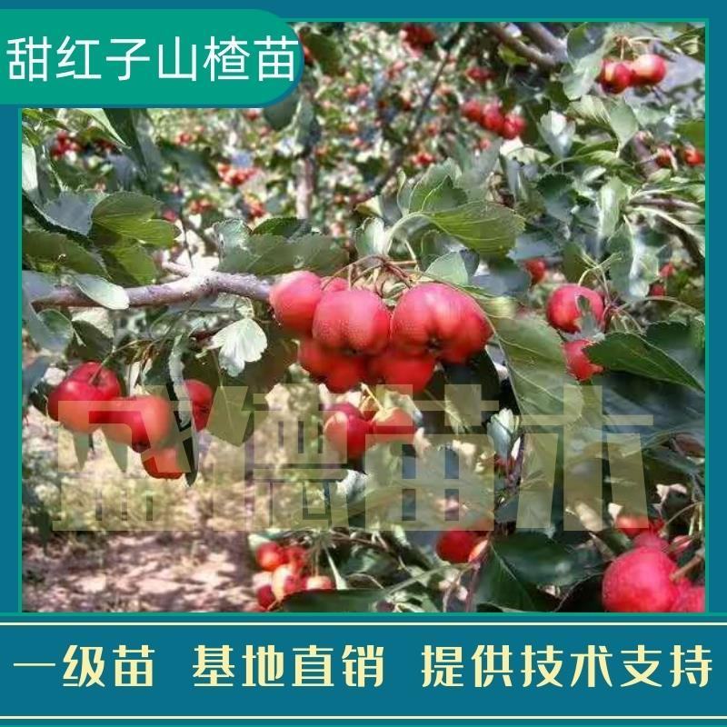 甜红子山楂苗精品苗，可以签合同，根系非常发达，产地直发