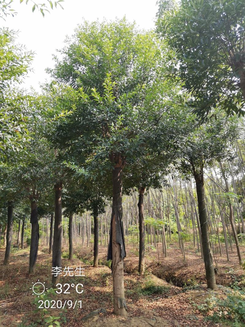 15-20移栽发帽杜英苗圃基地直供价格实惠质量保证