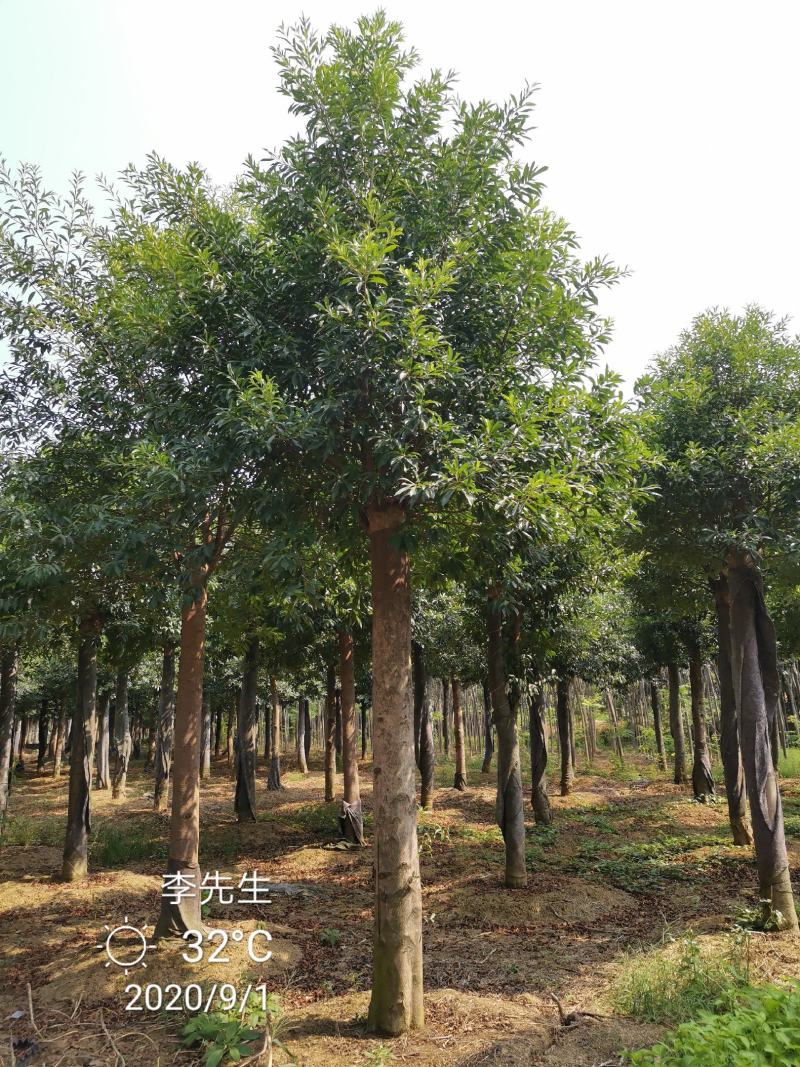 15-20移栽发帽杜英苗圃基地直供价格实惠质量保证