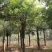15-20移栽发帽杜英苗圃基地直供价格实惠质量保证