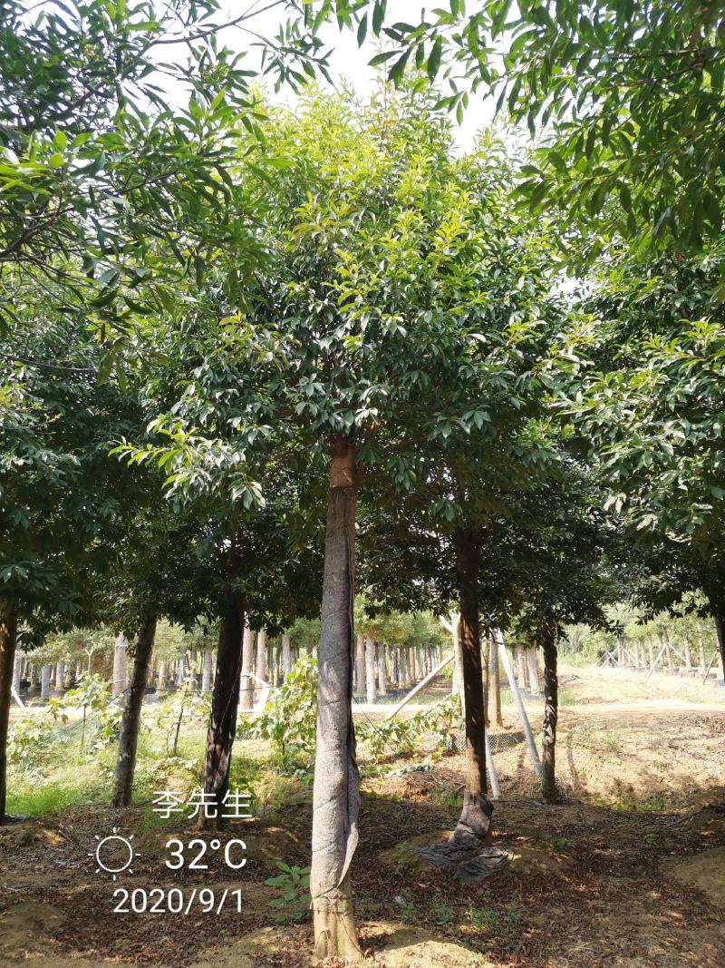 15-20移栽发帽杜英苗圃基地直供价格实惠质量保证