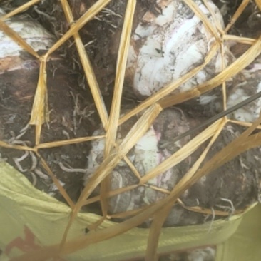福建省长汀芋头粉都好。