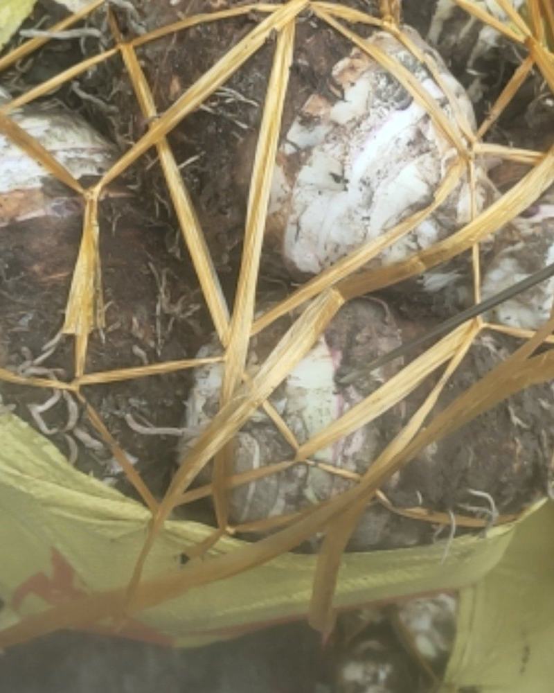 福建省长汀芋头粉都好。