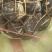 福建省长汀芋头粉都好。