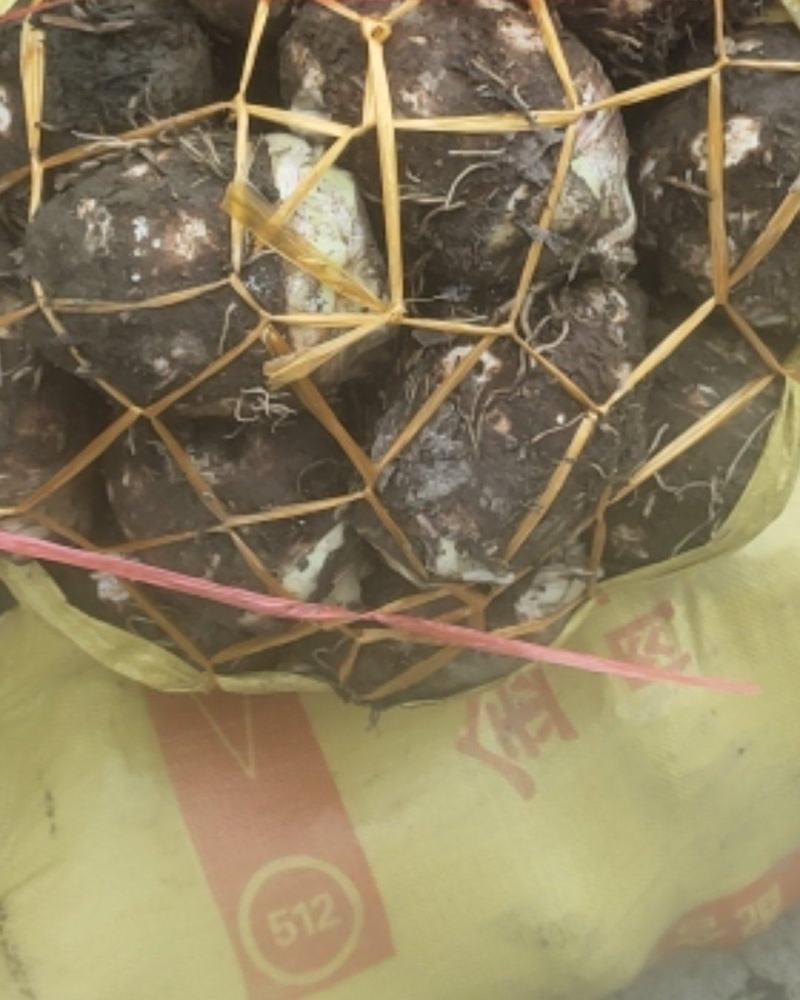 福建省长汀芋头粉都好。