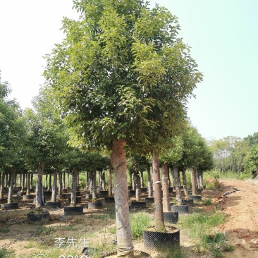 15-20移栽发帽香樟容器袋苗自家苗圃基地量大从优