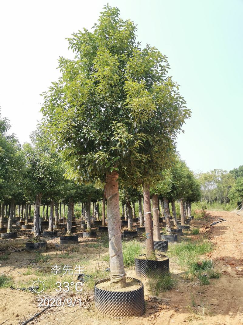 15-20移栽发帽香樟容器袋苗自家苗圃基地量大从优