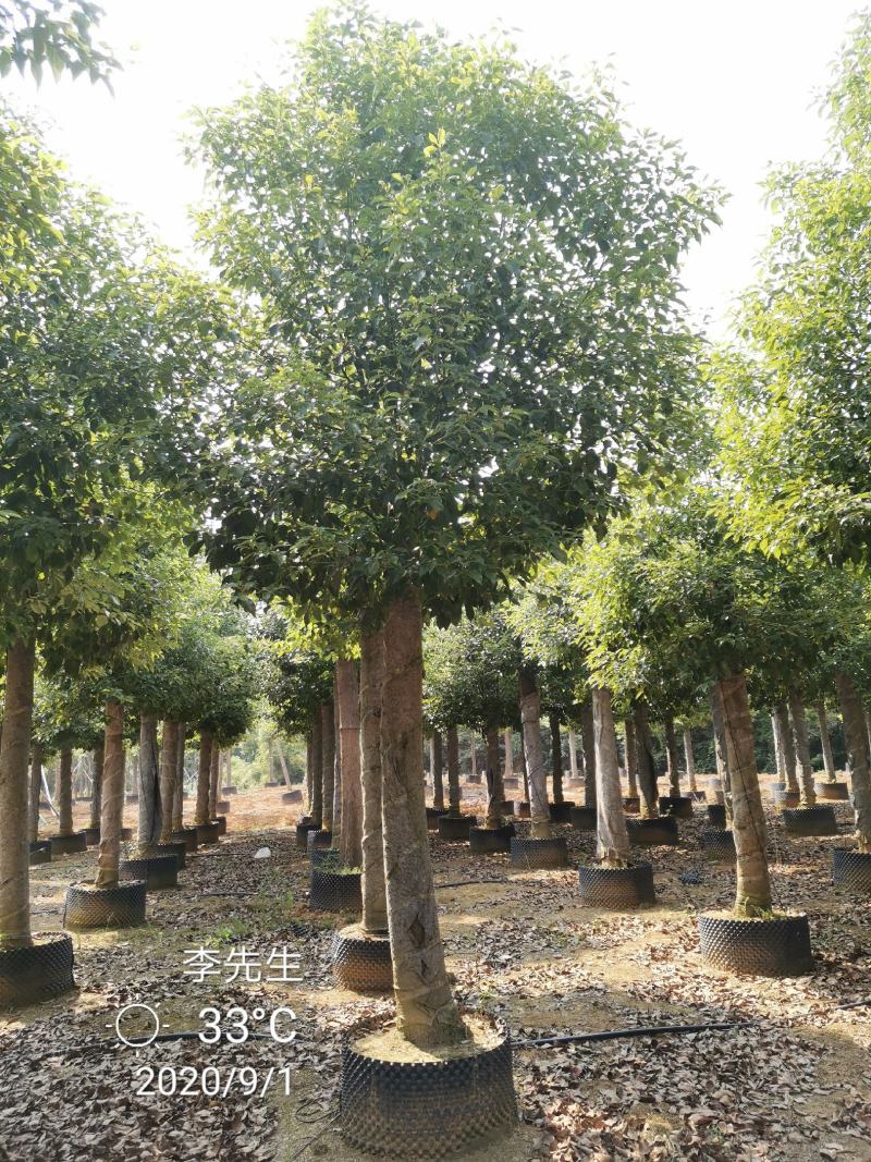 15-20移栽发帽香樟容器袋苗自家苗圃基地量大从优