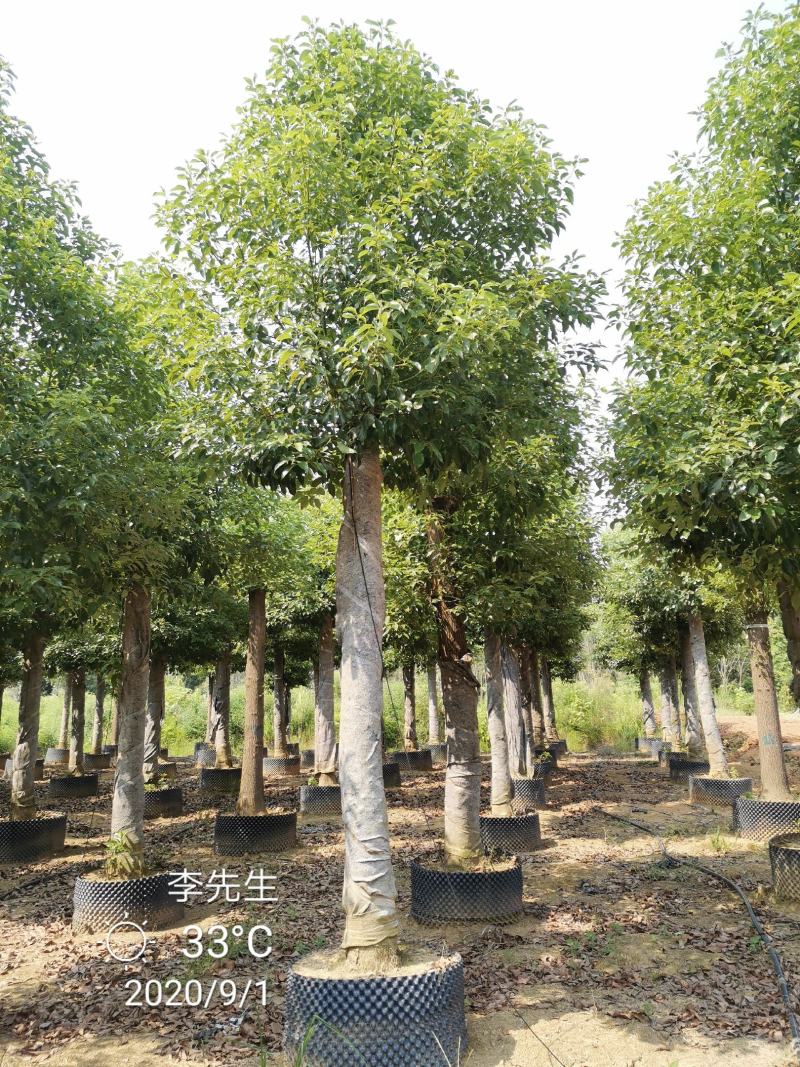 15-20移栽发帽香樟容器袋苗自家苗圃基地量大从优