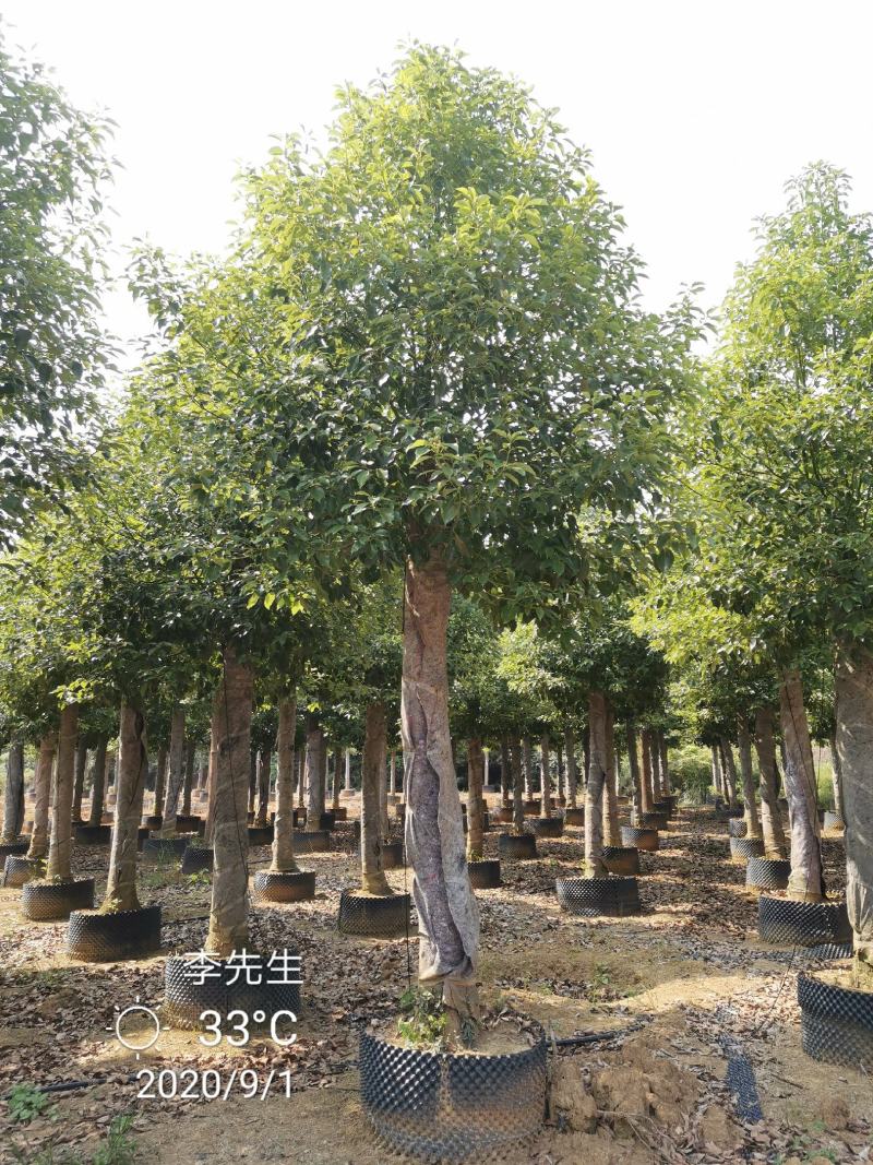 15-20移栽发帽香樟容器袋苗自家苗圃基地量大从优