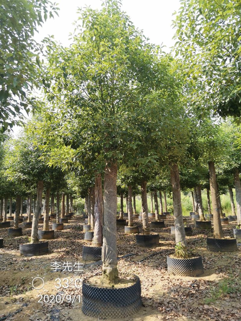 15-20移栽发帽香樟容器袋苗自家苗圃基地量大从优