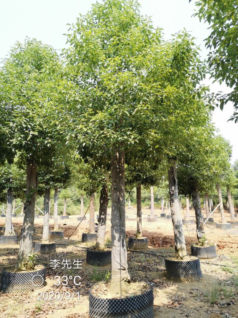 15-20移栽发帽香樟容器袋苗自家苗圃基地量大从优