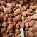 香砂仁无硫净货香砂可供实体店批发零售量大从优