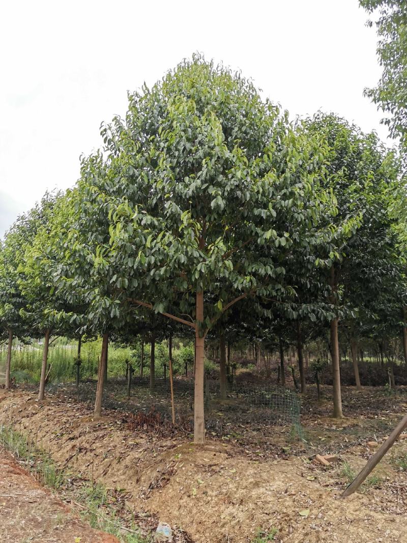15-20乐昌含笑自家苗圃基地直供质量保证手续齐全