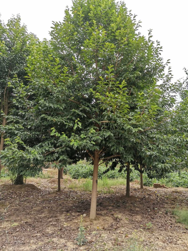 15-20乐昌含笑自家苗圃基地直供质量保证手续齐全