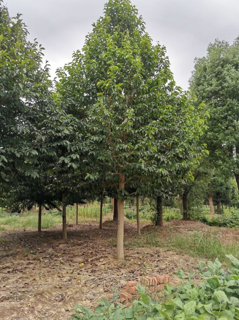 15-20乐昌含笑自家苗圃基地直供质量保证手续齐全