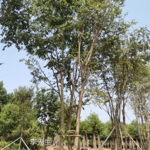 丛生朴树多杆朴树多头朴树自家苗圃基地3456杆