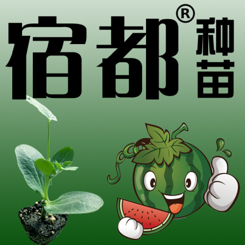 8424嫁接西瓜苗正在火爆订购中