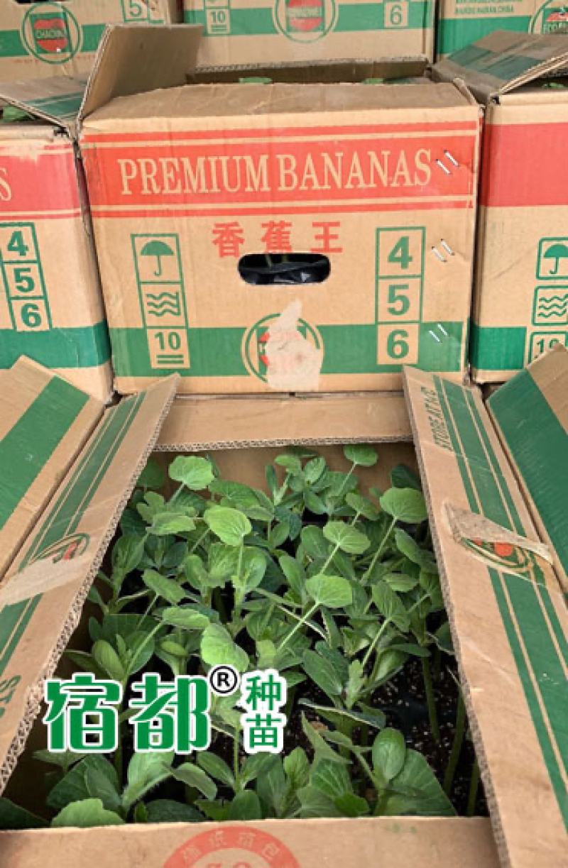 8424嫁接西瓜苗正在火爆订购中
