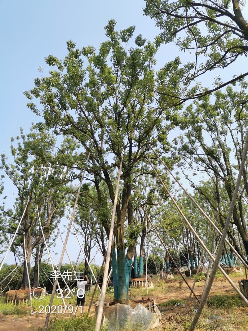 30-40公分容器全冠香樟苗圃基地直供价格实惠