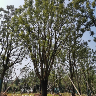 30-40公分容器全冠香樟苗圃基地直供价格实惠