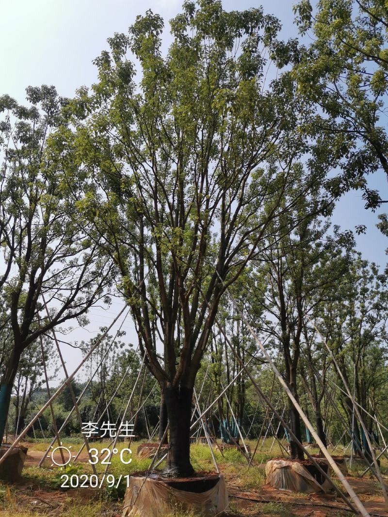 30-40公分容器全冠香樟苗圃基地直供价格实惠