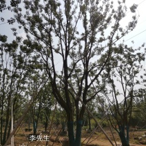 2杆香樟丛生香樟多杆香樟多头香樟容器全冠香樟