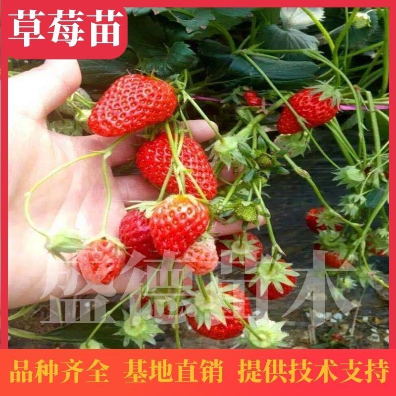 草莓苗品种齐全，高产果，易成活，均以脱毒，提供技术支持