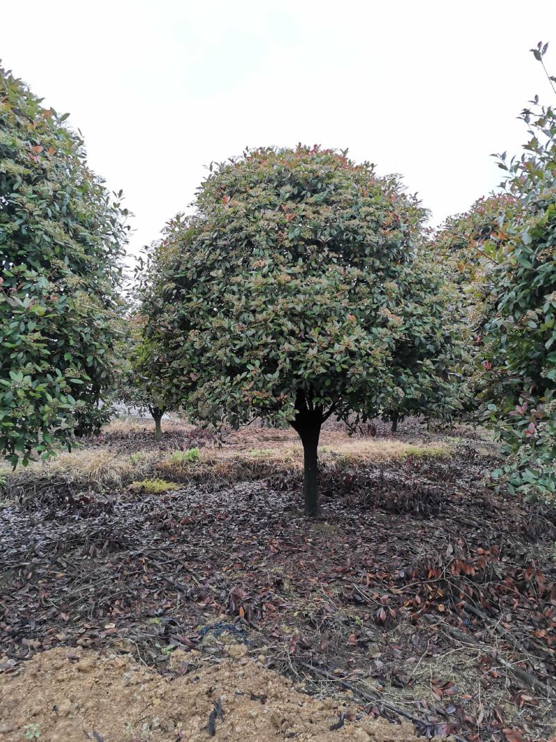 10-15红叶石楠苗圃基地直供质量保证手续齐全