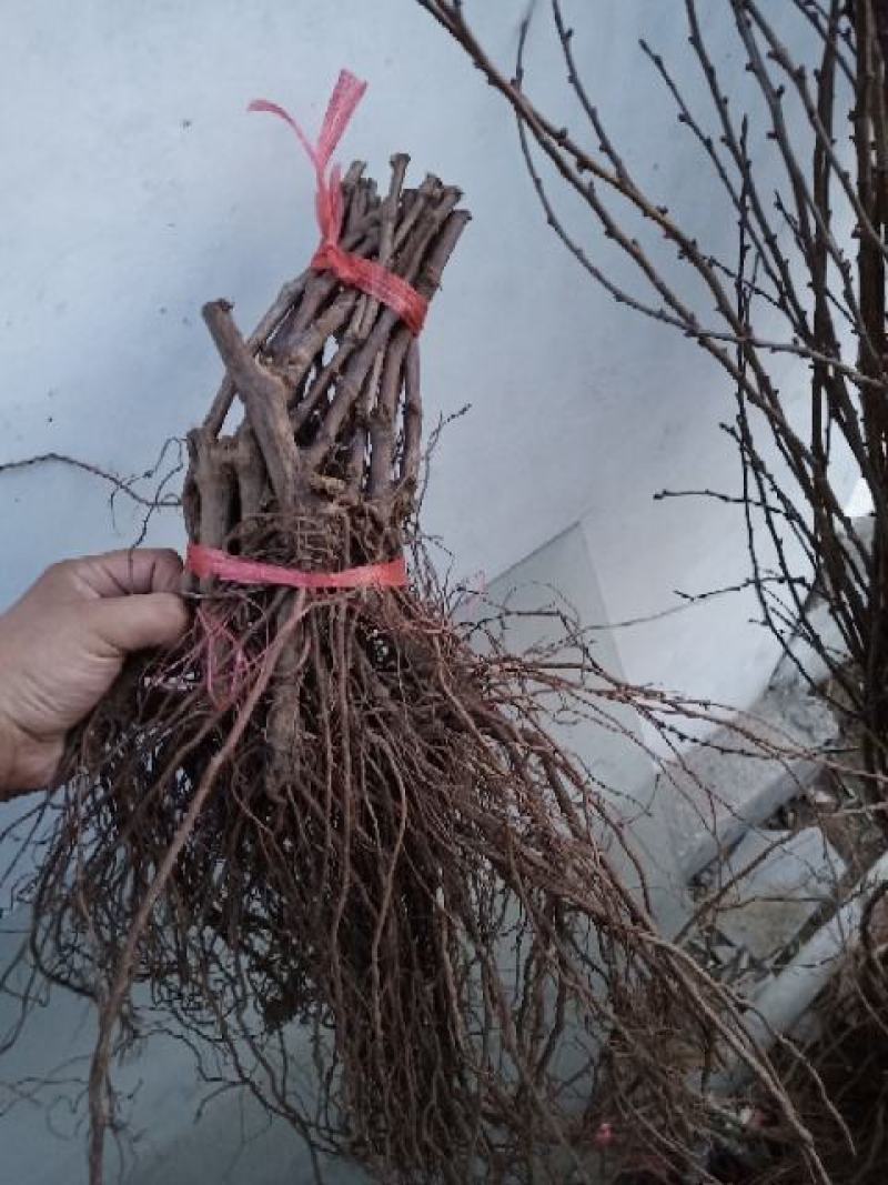 【甜蜜蓝宝石葡萄苗】山东葡萄苗货品纯正提供技术支持！