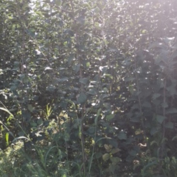 大量优质苹果苗嫁接苹果苗烟六烟八鲁丽嫁接苹果苗