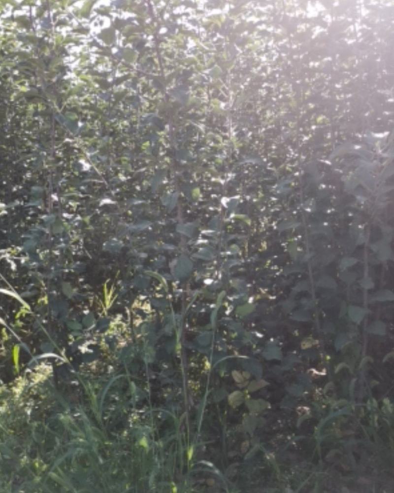 大量优质苹果苗嫁接苹果苗烟六烟八鲁丽嫁接苹果苗