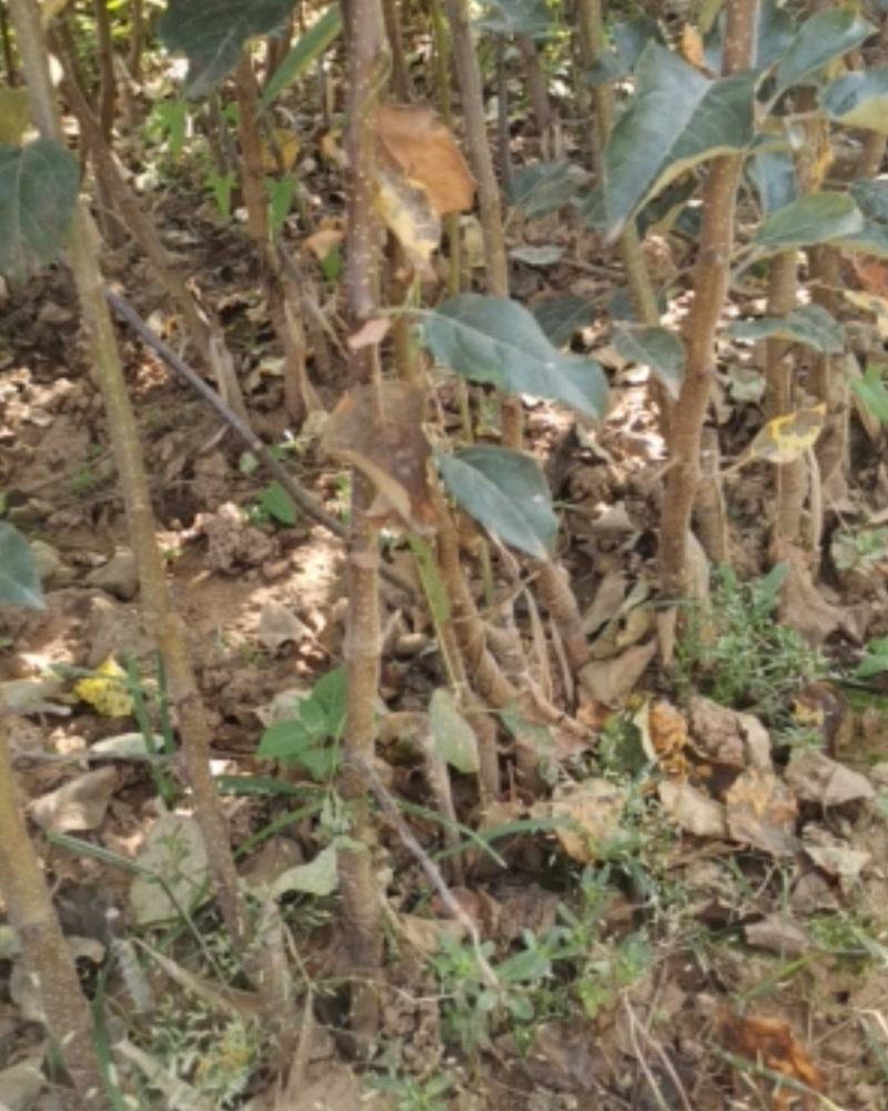 大量优质苹果苗嫁接苹果苗烟六烟八鲁丽嫁接苹果苗