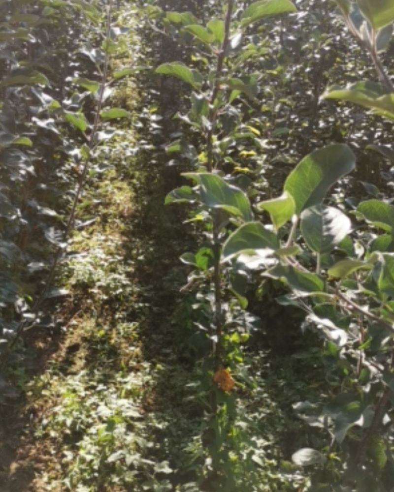 大量优质苹果苗嫁接苹果苗烟六烟八鲁丽嫁接苹果苗