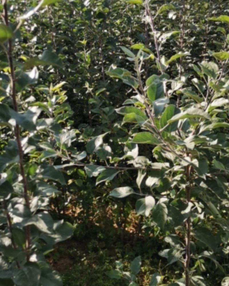 大量优质苹果苗嫁接苹果苗烟六烟八鲁丽嫁接苹果苗