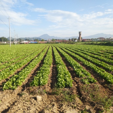 预售生菜保质保量寻求长期合作伙伴，预计九月二十号能砍