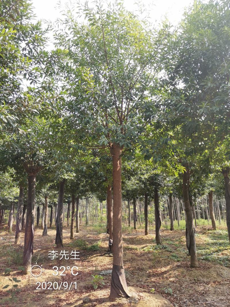 15-20移栽发帽杜英苗圃现货供应价格实惠质量保证