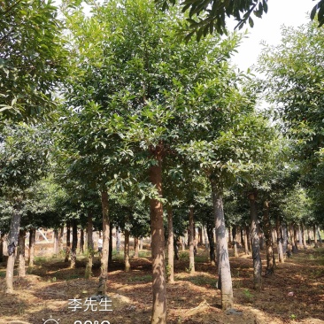 15-20移栽发帽杜英苗圃现货供应价格实惠质量保证