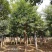 15-20移栽发帽杜英苗圃现货供应价格实惠质量保证