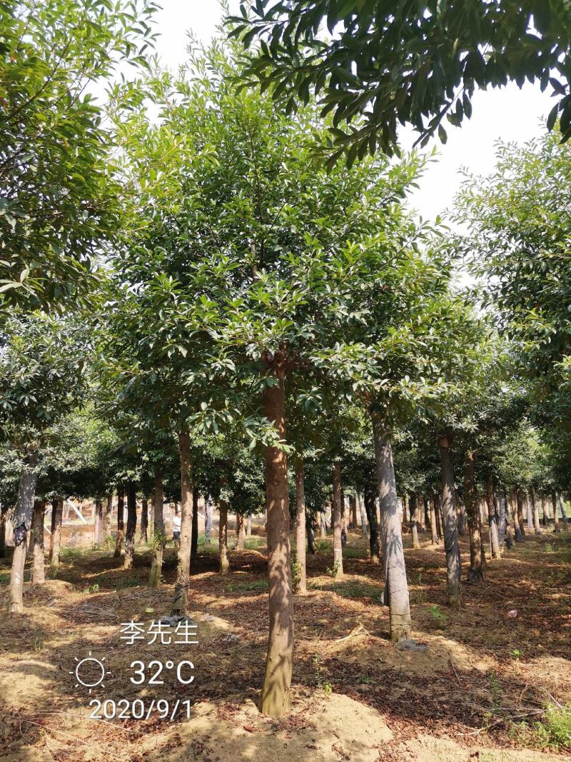 15-20移栽发帽杜英苗圃现货供应价格实惠质量保证