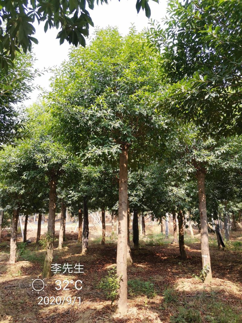 15-20移栽发帽杜英苗圃现货供应价格实惠质量保证