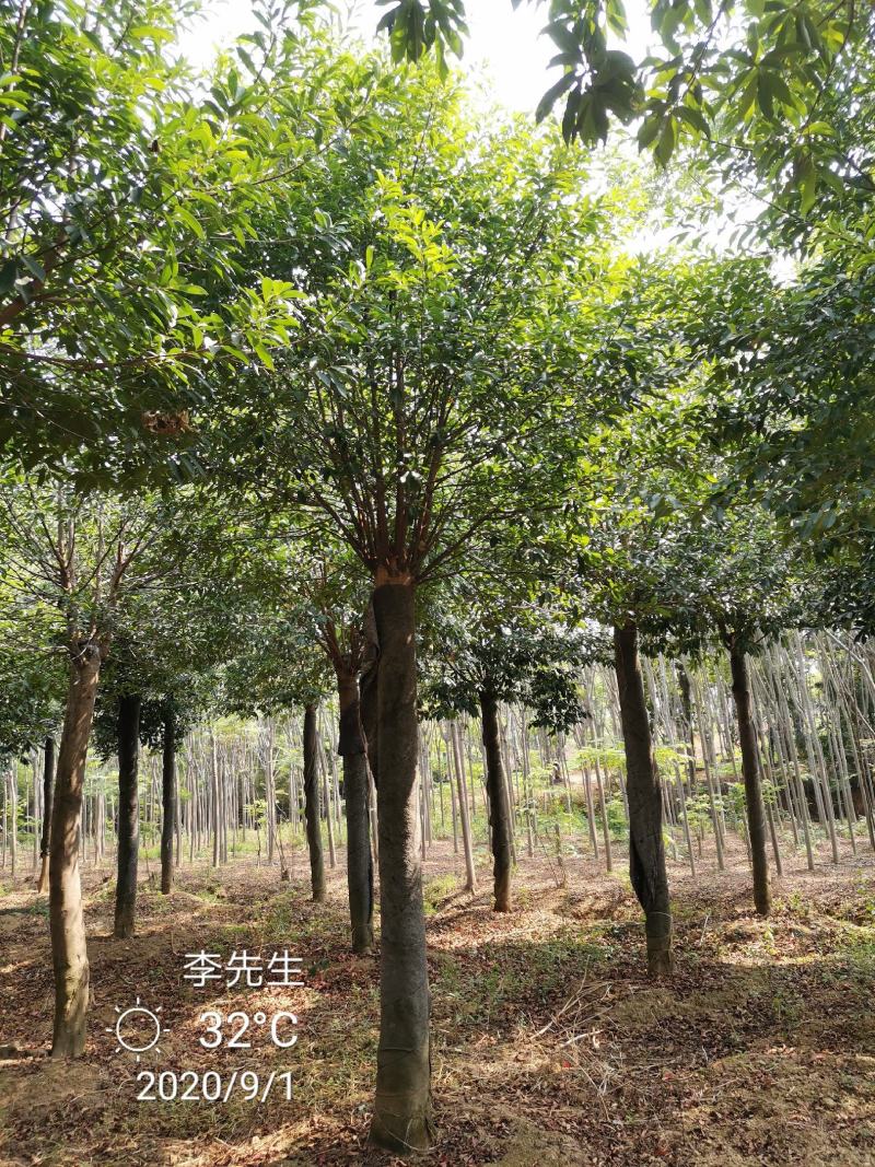 15-20移栽发帽杜英苗圃现货供应价格实惠质量保证