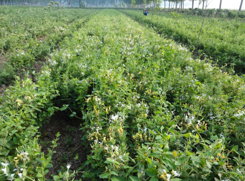 正宗封丘金银花苗，高产，省工，基地直发，免费提供技术支持