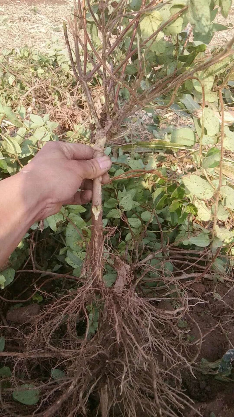 正宗封丘金银花苗，高产，省工，基地直发，免费提供技术支持