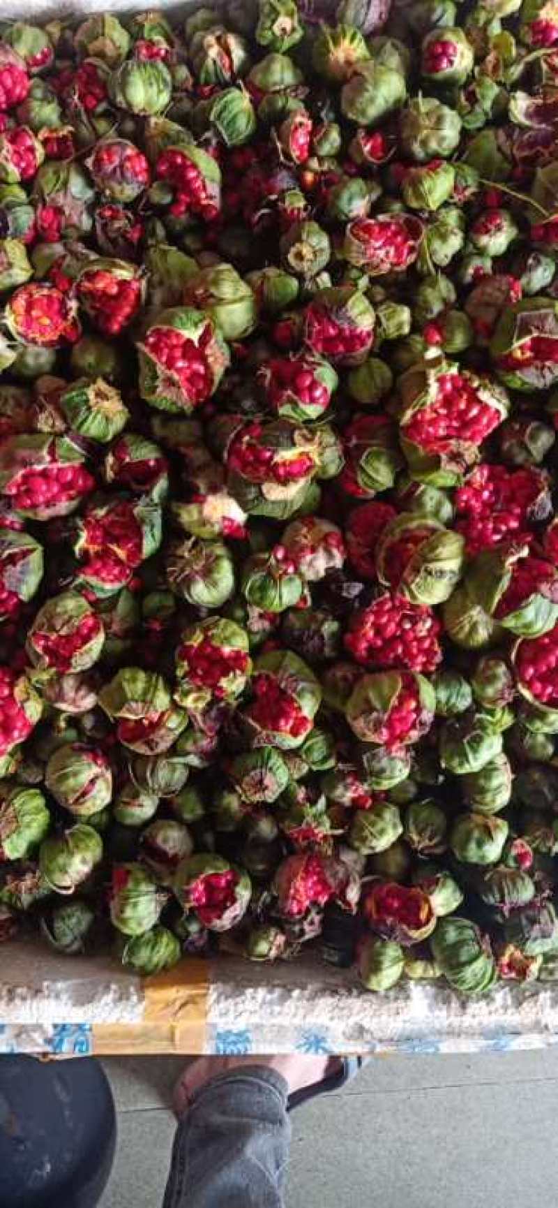 精品重楼种子，重楼籽，七叶一枝花种子，产地直销