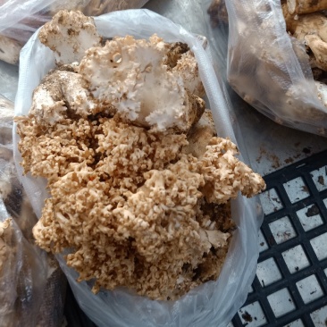 云南普洱扫把菌_鲜货