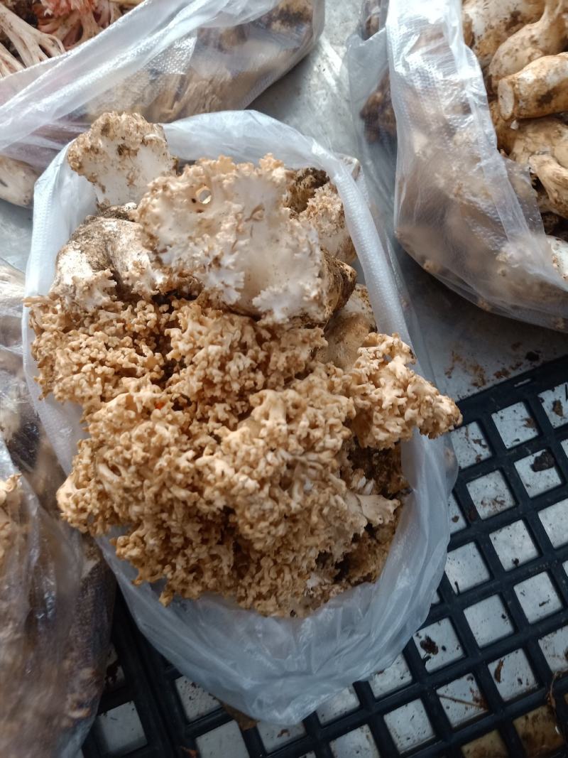 云南普洱扫把菌_鲜货