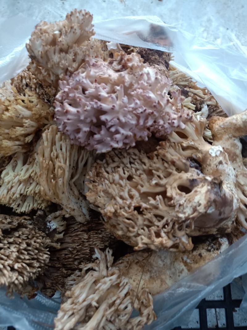 云南普洱扫把菌_鲜货
