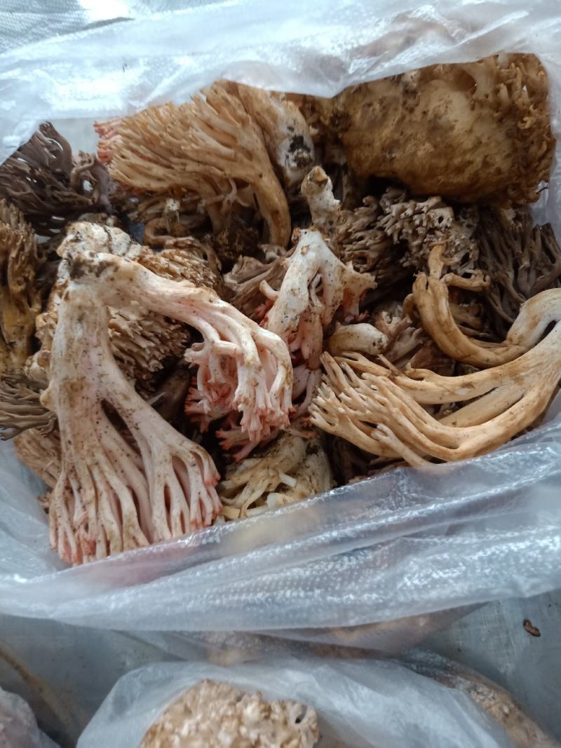 云南普洱扫把菌_鲜货
